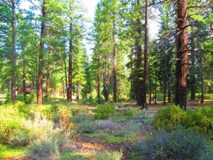 2.44 acres on Royal Crest