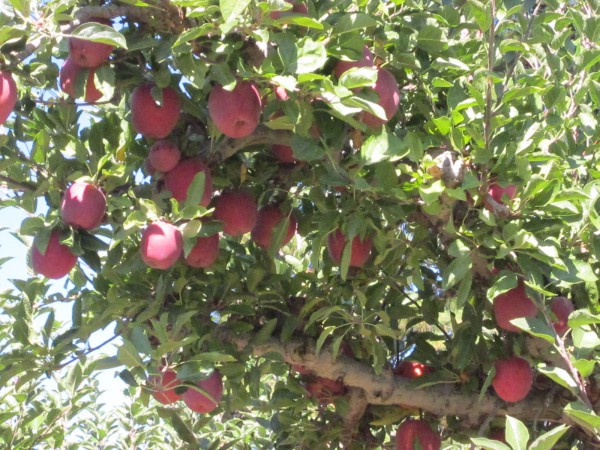 The Apple Growers of Apple Hill California