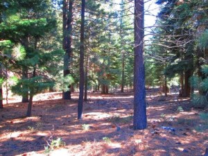 Northwoods lot at Tahoe Donner