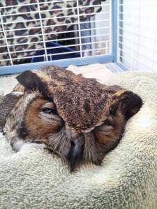 10686677_737344676386756_2462872241789832105_n