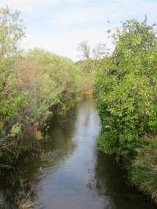 Small side tributary of the Truckee River along the bike trail.