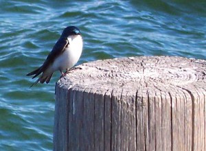 Starling on the pier at Sugar Pine Point State Park