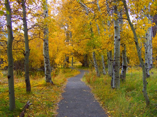 Path through Taylor Creek State Park