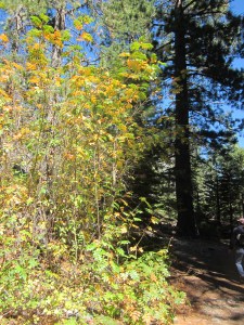 Fall colors at Glen Alpine Springs
