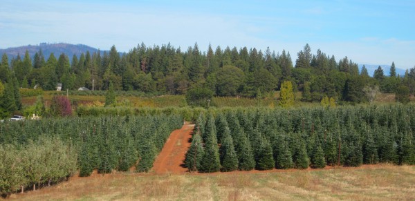 Christmas tree farms