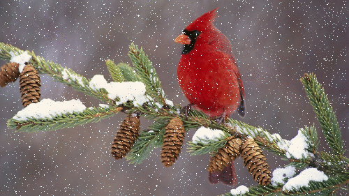 156526-Cardinal-In-The-Winter-