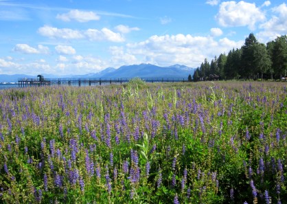 lupine Tahoe City