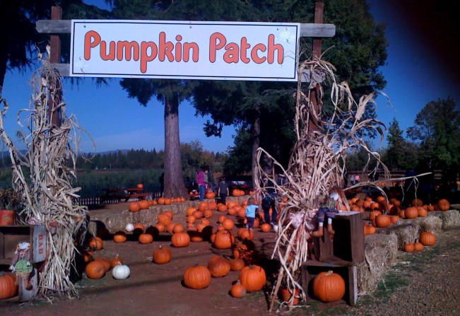 apple-hill-pumpkin-patch