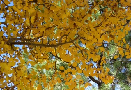 fall-aspen-baldwin-beach