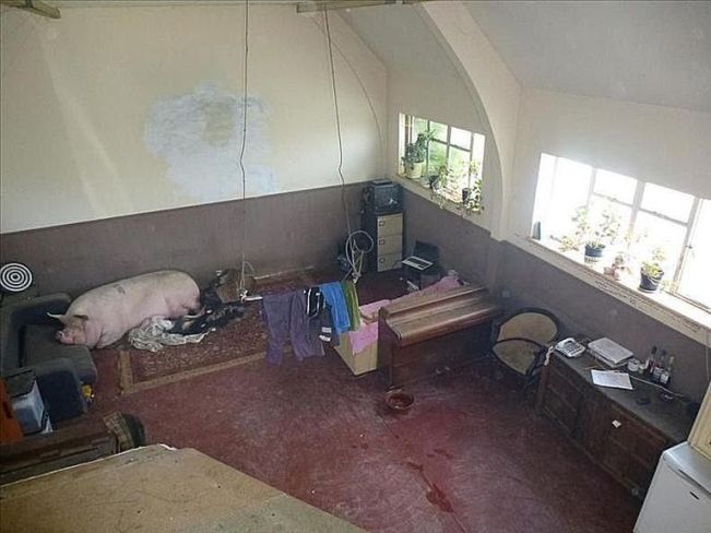 pig-58b8bb775f9b58af5c79135f